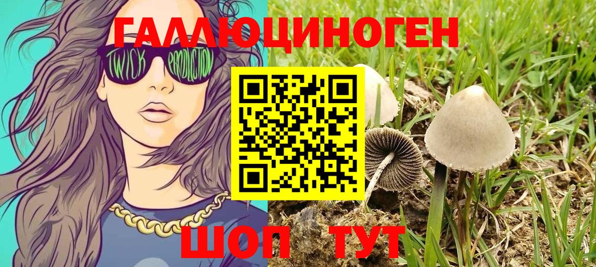 Псилоцибиновые грибы Psilocybe  Павлово 